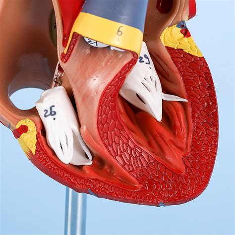 XMXMIIXX Anatomy Model,Anatomical Model 1: 1 Human Heart India | Ubuy