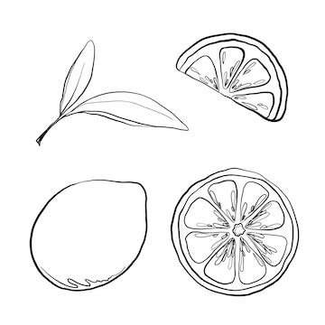 Black and white illustration of a sketch of a different lemon handdrawn ...