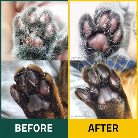 Buy Breeze Tail Pet Cera Cat | Paw Cream Lotion for Cats | Itching Care ...