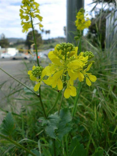 Pretty Wild Mustard Along a Roadside