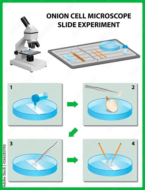 Image result for Microscope Slide Techniques