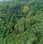 Image result for tropical%20forest