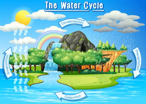 Water Cycle Stages