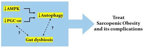 Dysregulated Autophagy Mediates Sarcopenic Obesity and Its ...