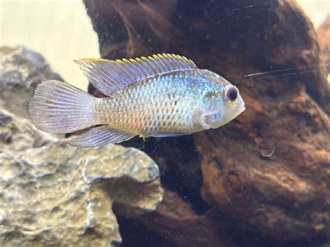 Electric Blue Acara gender ? - General Chat - Aquarium Co-Op Forum