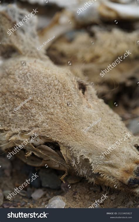Image result for Exploding Deer Skull