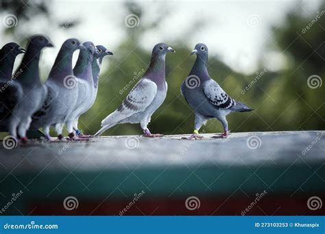Group of Homing Pigeon Standing on Home Loft Trap Stock Image - Image ...