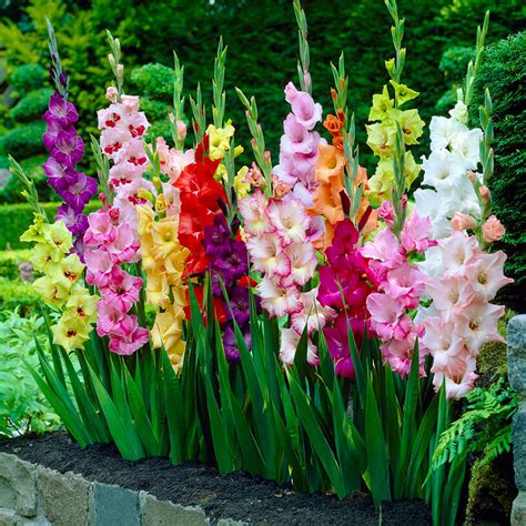 Garden State Bulb Rainbow Mix Gladiolus Flower Bulbs, Spring Planting ...