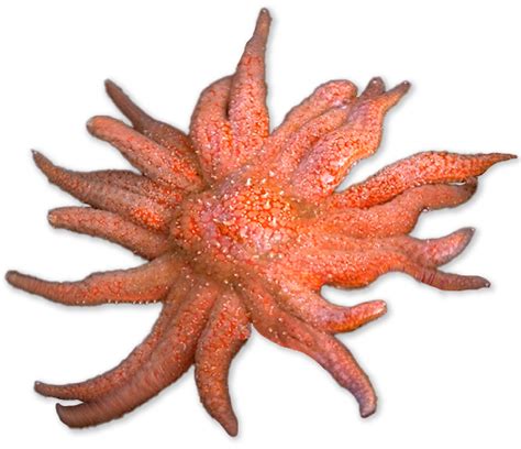 Echinoderms Examples 的图像结果