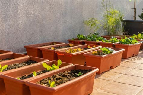 7 Exciting Gardening Trends to Try in 2024 – AllThatGrows