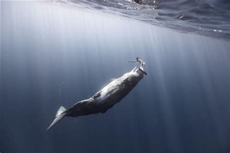 鲸鱼的祖先是什么？生活在陆地上的中爪兽(形似熊虎)_探秘志