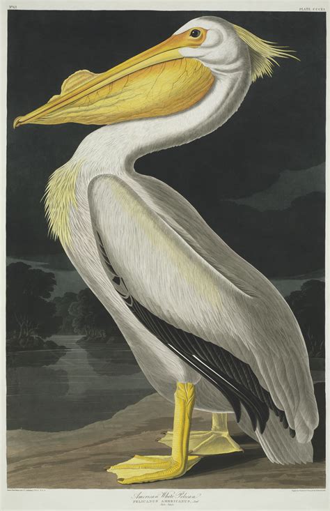 The birds of American Animals | Natural History Museum