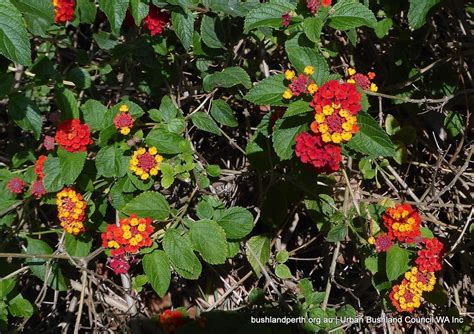 Lantana - Urban Bushland Council WA