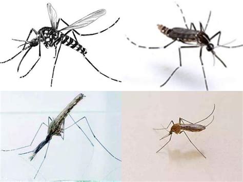 蚊子及其种类识别 - 知乎