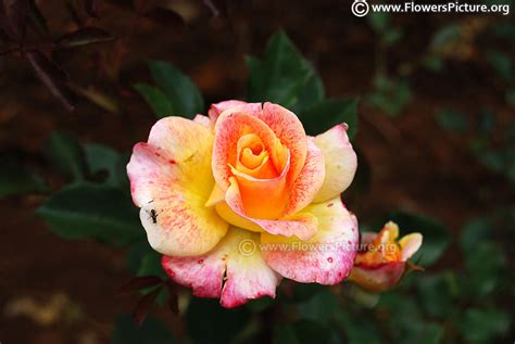 Striped Roses