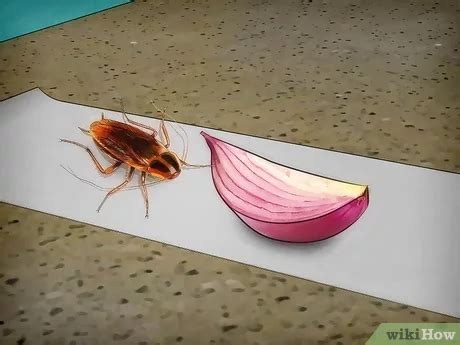 Image result for How to Catch Cockroach