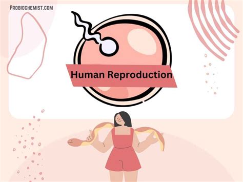 Image result for Reproduction in Human Beings Class 12