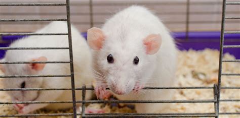 Wetlab Techniques | TanBio R and D Solution | Vallam | Thanjavur ...