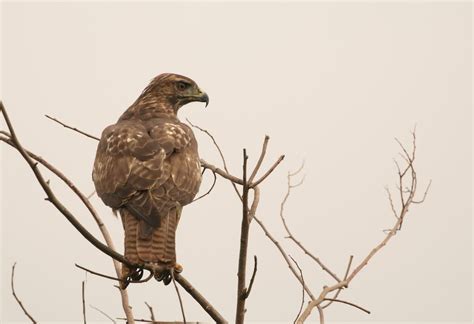 Red-tailed Hawk (socorroensis) - eBird