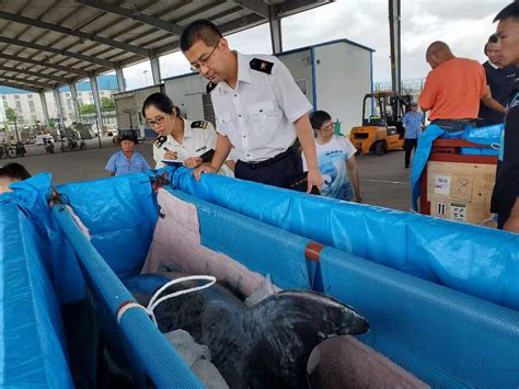 海豚海豚！潍坊首次进口大型观赏性活体水生动物__凤凰网