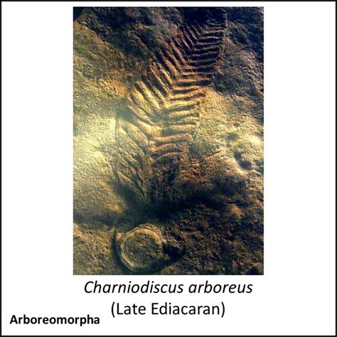 Evolution of Animals 的图像结果