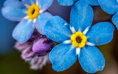 所有蓝色的花,冰蓝色的花 - 伤感说说吧