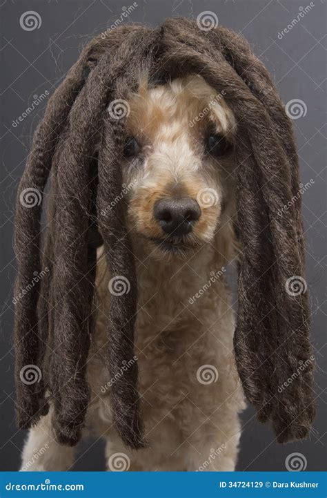 Poodle With Dreadlocks
