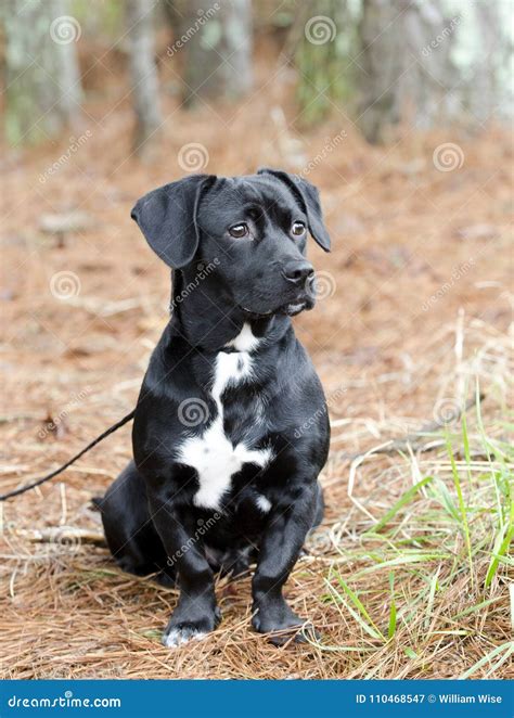 Black Beagle Dachshund Mix