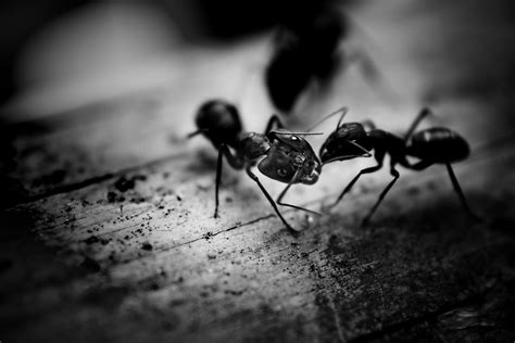 Borax Ant Killer - Step-by-Step Instructions - Borax Ant Killer
