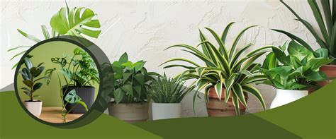 Top Indoor Plants to Grow in June for a Cooler, Greener Home – rootsraja.in