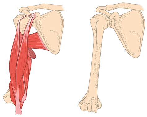 Image result for Crash Course Anatomy