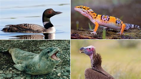 40 Animals that Start with L - Meredith Plays