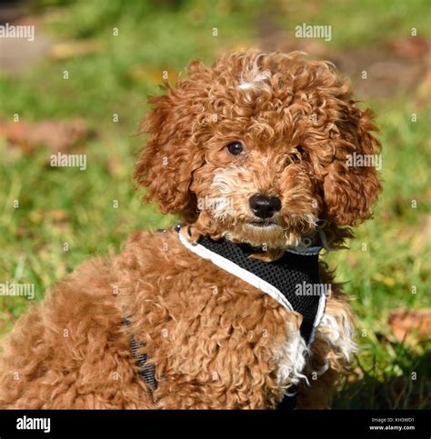 Image result for Cockapoo Puppy