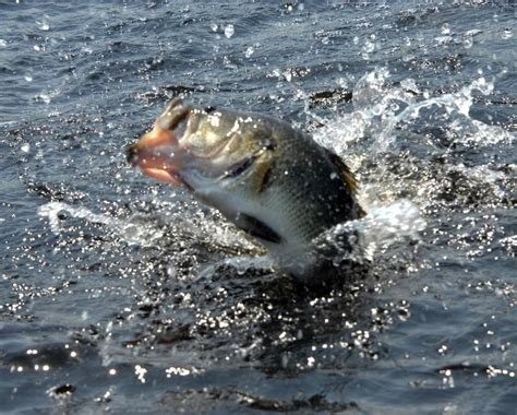 Image result for Catch Fish Methods