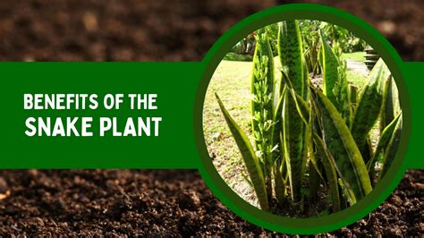 Nature's Gift In A Pot: Unraveling The Many Benefits Of Snake Plant ...