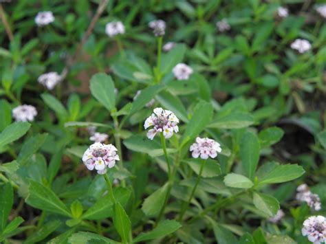 Phyla nodiflora var. nodiflora | Colombian Plants made accessible