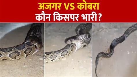 Image result for Cobra Vs Python