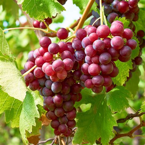 Grapes Fruit Garden Photos at Christopher Shirley blog