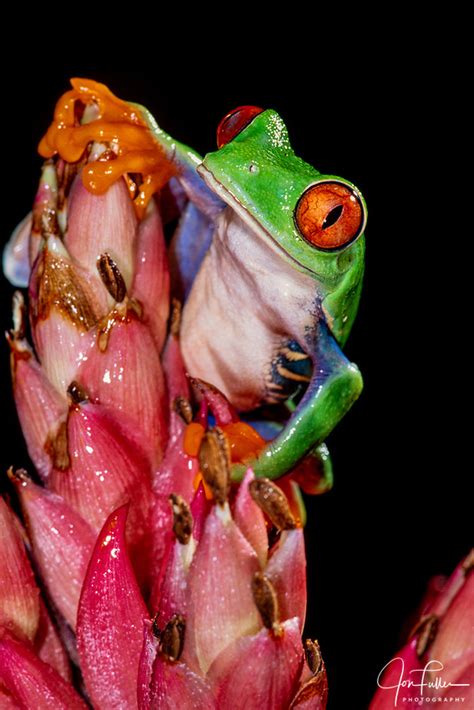 Image result for Pink Tree Frog
