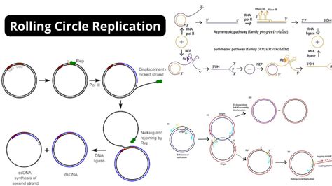 Image result for DNA Replication Notes