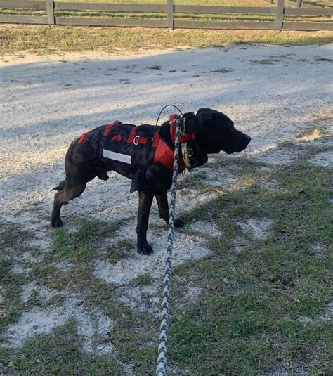 Elite Catch Vest- Attached Collar Extreme Protection - Southern Cross ...