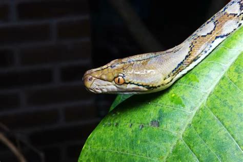 Image result for Python Snake Adaptations