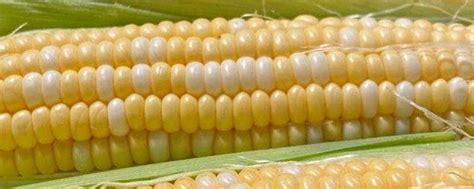 玉米有哪些品种 - 农敢网