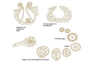 Image result for Echiler Classification System