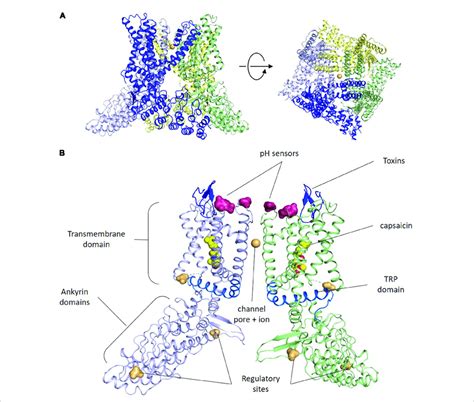 Trpv1structure Illustration 的图像结果