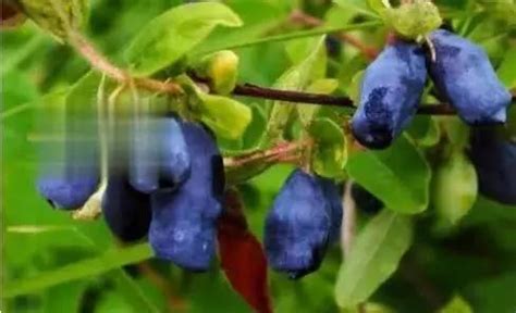 世界上最贵的5种蓝色水果，蓝色西瓜上榜，你见过几种？ - 每日头条