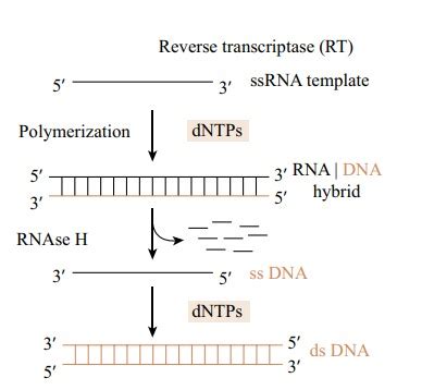 Image result for How Does Reverse Transcriptase Work