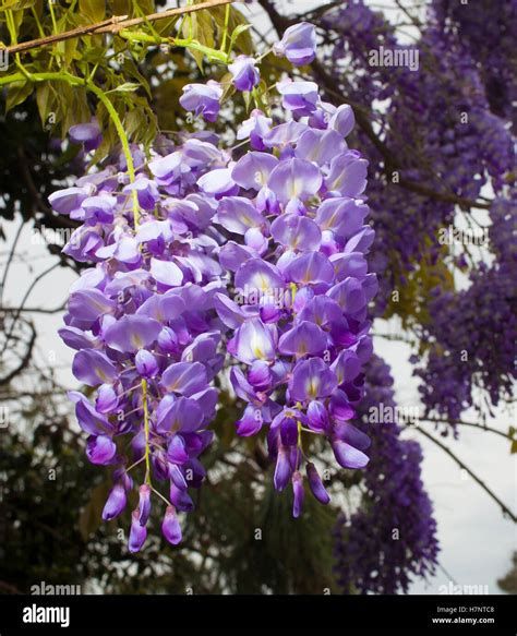 Purple Hanging Wisteria at Rick Lewis blog