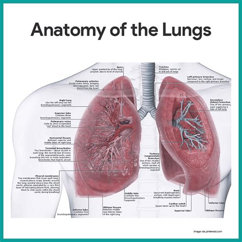 Respiratory System Anatomy and Physiology - Nurseslabs