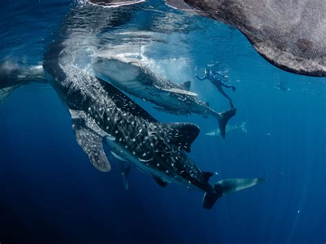 Where to Snorkel with Whale Sharks | Snorkel Venture